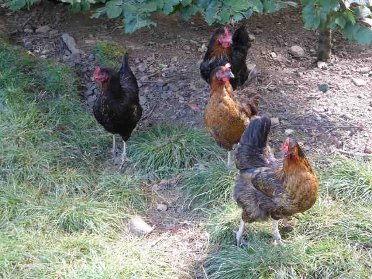 Les Cols Restaurant, Olot, Spain - RCR Arquitectes 15_Stephen Varady photo ©