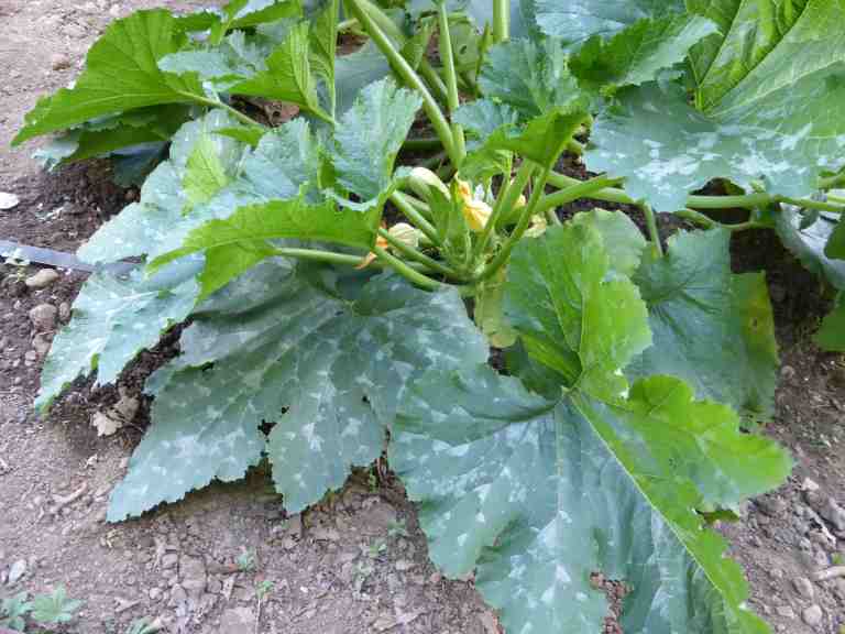 Les Cols Restaurant, Olot, Spain - RCR Arquitectes 17_Stephen Varady photo ©